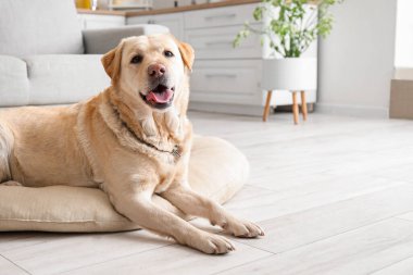 Cute Labrador dog lying in kitchen. Easter celebration