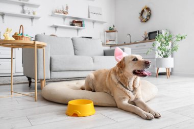 Cute Labrador dog with bunny ears in kitchen. Easter celebration