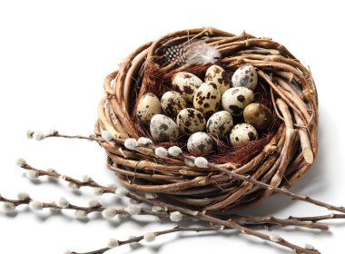 Nest with quail eggs and willow branches on white background. Easter celebration