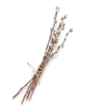 Beyaz arka plan üzerinde izole kedi söğüt dalları