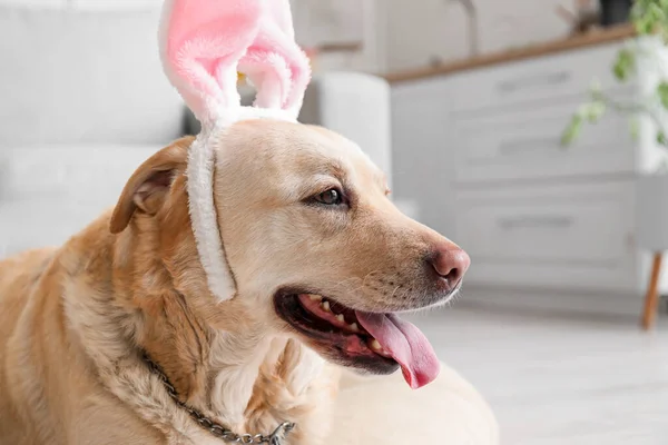 Cute Labrador dog with bunny ears in kitchen, closeup. Easter celebration