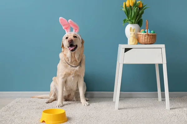 Cute Labrador dog with bunny ears at home. Easter celebration