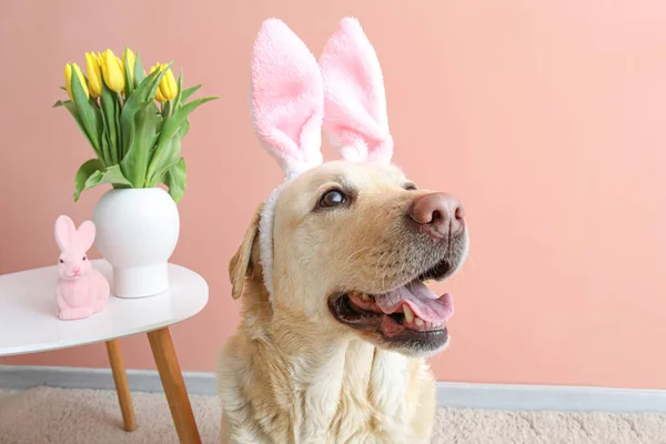 Cute Labrador dog with bunny ears at home, closeup. Easter celebration