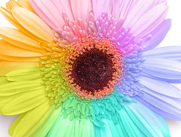 Beautiful Rainbow Flower White Background Closeup — Stock Photo, Image