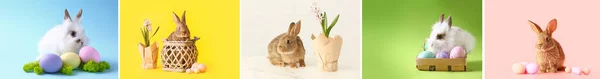 Колаж Милими Кроликами Великодніми Яйцями Світлому Фоні — стокове фото