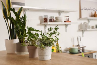 Potted houseplants on table in kitchen