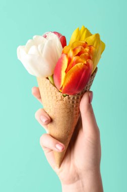 Woman holding waffle cone with beautiful tulip flowers on color background, closeup