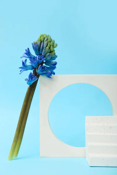 Podiums Com Belas Flores Fundo Azul Olá Primavera — Fotografia de Stock