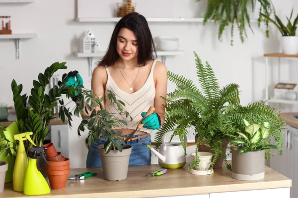Young Woman Transplanting Green Houseplant Kitchen — Stock Photo, Image