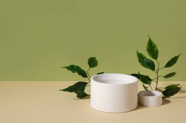Plaster podiums and ficus branches on green background