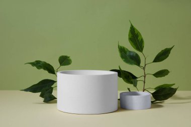 Plaster podiums and ficus branches on green background