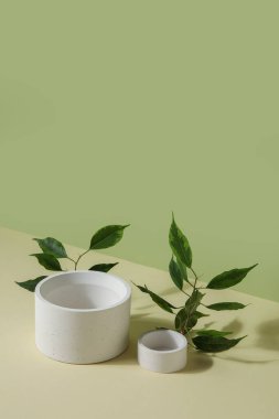 Plaster podiums and ficus branches on green background