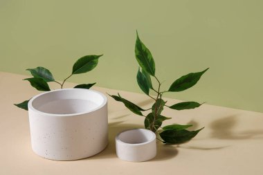 Plaster podiums and ficus branches on green background