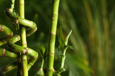 Bamboo branches in tropical garden