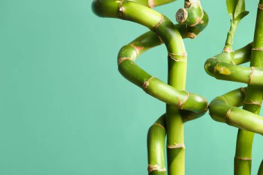 Green bamboo branches on turquoise background