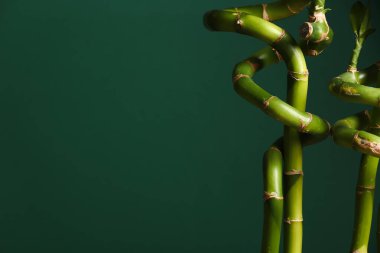 Bambu dalları yeşil zemin üzerine