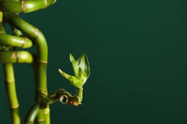 Bambu dalları yeşil zemin üzerine