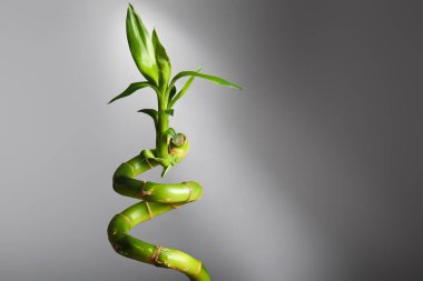 Bamboo branch on grey background
