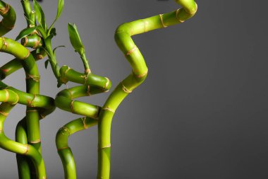 Bamboo branches on grey background