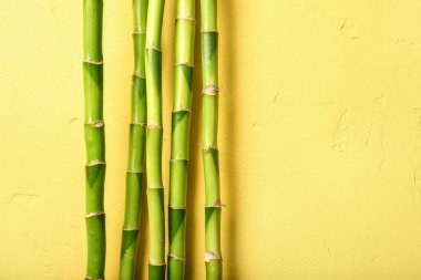 Bamboo branches on yellow background