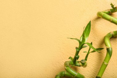 Bamboo branches on beige background, top view