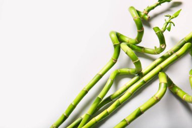 Bamboo branches on light background