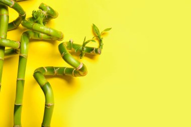 Bamboo branches on yellow background