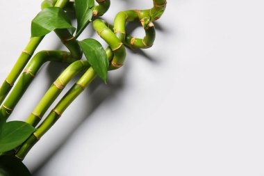 Bamboo branches on light background