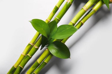Bamboo branches on light background, closeup