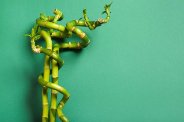 Bambu dalları yeşil zemin üzerine