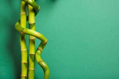 Bambu dalları yeşil zemin üzerine