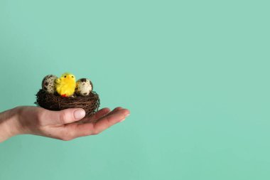 Woman holding nest with quail eggs and baby chicken on turquoise background