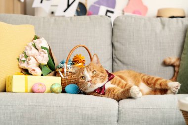 Cute cat with Easter eggs, tulips and gift on sofa at home