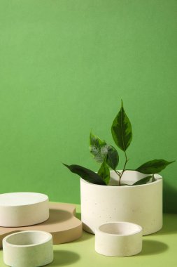 Plaster podiums and ficus branches on green background