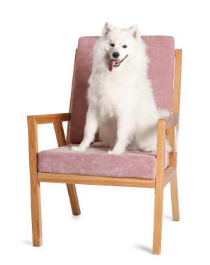 Cute Samoyed dog sitting in pink armchair on white background