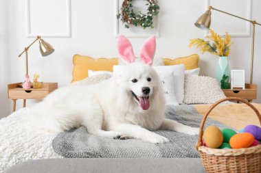 White Samoyed dog with bunny ears and Easter eggs lying in bedroom
