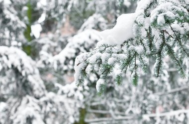 Firavun ağacı dalları kış günü karla kaplanır, kapanır.
