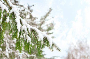 Firavun ağacı dalları kış günü karla kaplanır, kapanır.