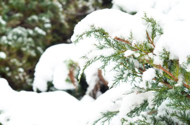 Coniferous tree branches covered with snow in forest on winter day, closeup