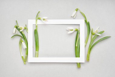 Beautiful snowdrops and frame on grey background