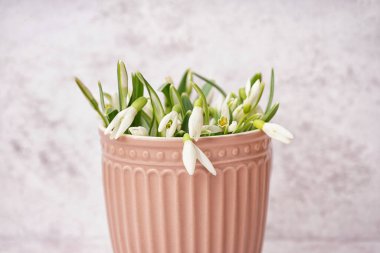 Cup with beautiful snowdrops on grey grunge background