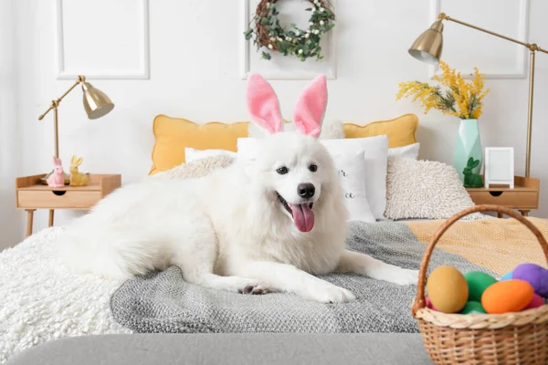 White Samoyed dog with bunny ears and Easter eggs lying in bedroom
