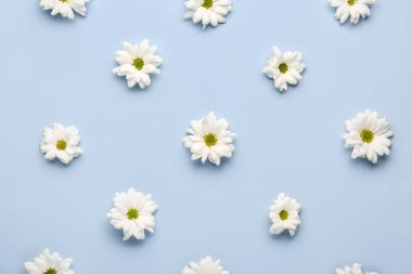 Açık arkaplanda papatya çiçekleri olan kompozisyon