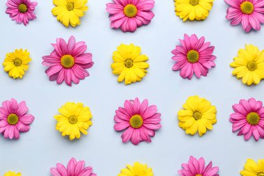 Açık arkaplanda renkli kasımpatı çiçekleri olan kompozisyon