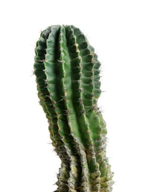 Prickly green cactus on white background, closeup