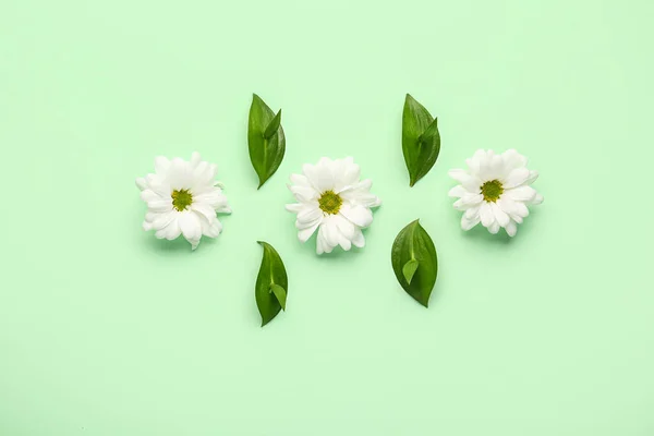 Composition Chamomile Flowers Plant Leaves Color Background — Stock Photo, Image