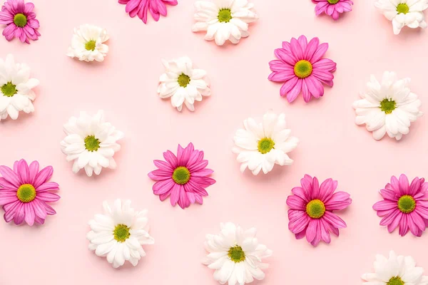 Composition Delicate Chrysanthemum Flowers Pink Background — Stock Photo, Image
