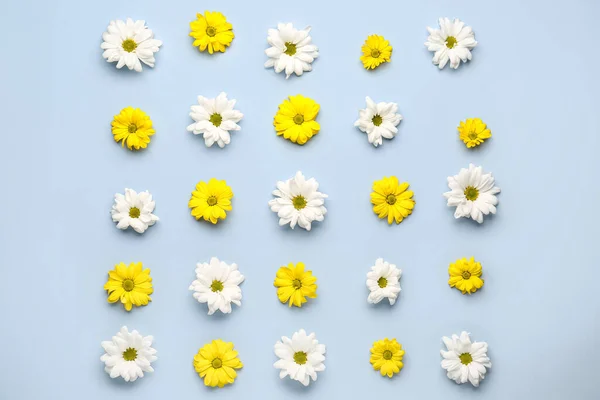 Composition White Yellow Chrysanthemum Flowers Light Background — Stock Photo, Image