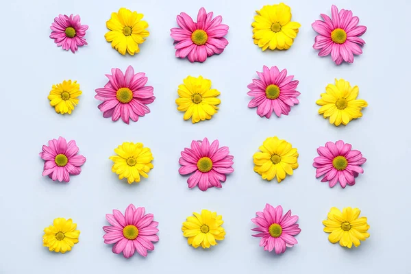 stock image Composition with colorful chrysanthemum flowers on light background