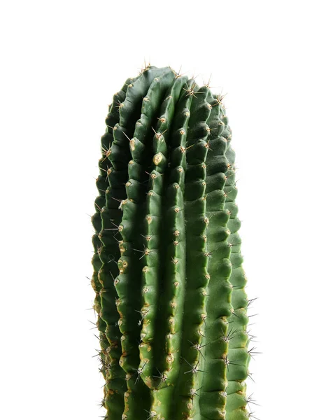 Grön Kaktus Vit Bakgrund Närbild — Stockfoto